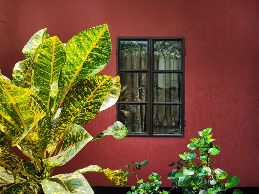 Red painted wall beside a window with plants
